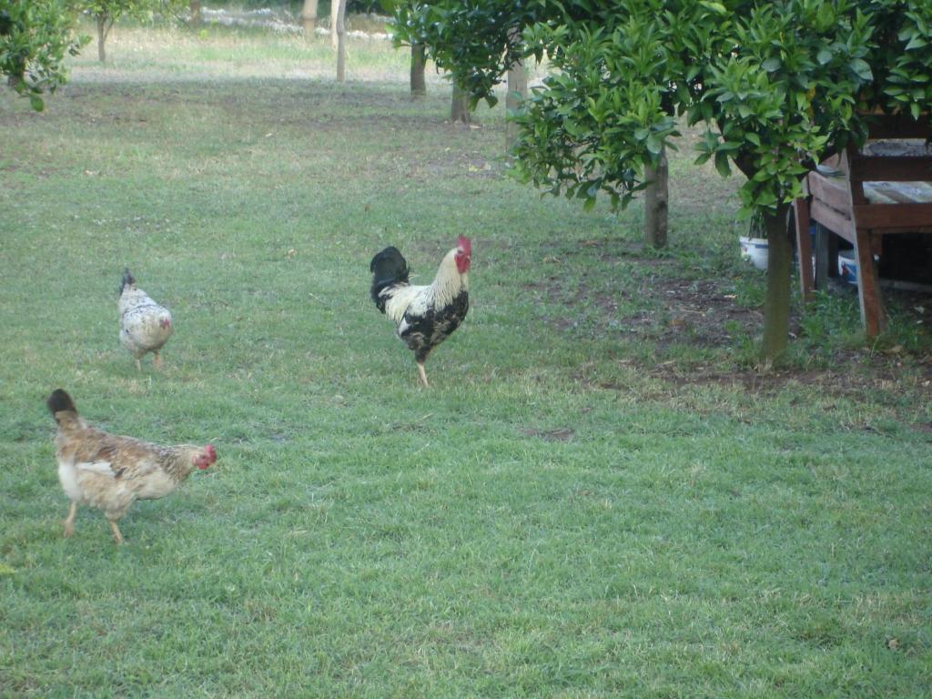 Engin Pension Çıralı Dış mekan fotoğraf